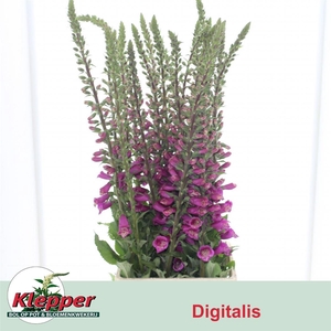 Digitalis Camelot Rose