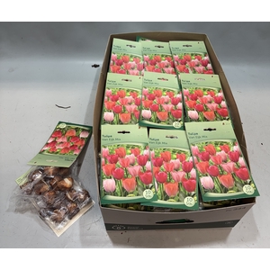 BLOEMBOL TULIPA