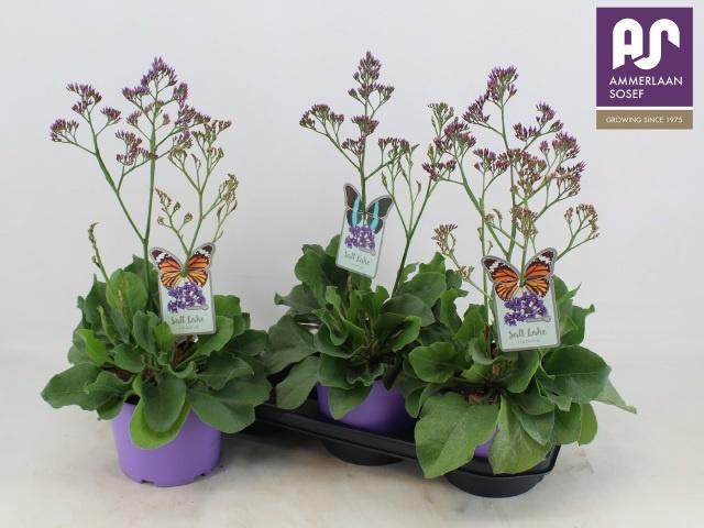 <h4>Limonium Salt Lake</h4>