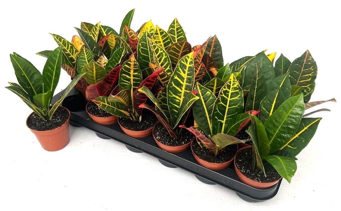 <h4>COD GR PETRA</h4>