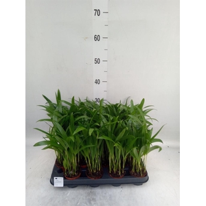 Dypsis lutescens   ...Chrysalidoca