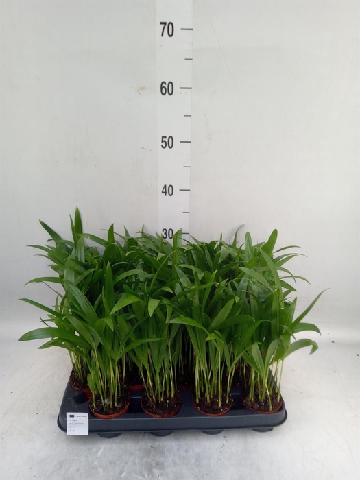 <h4>Dypsis lutescens   ...Chrysalidoca</h4>