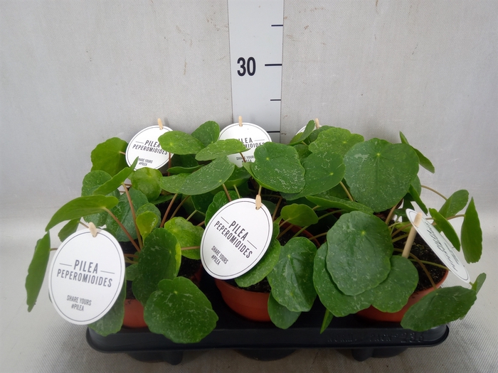 Pilea peperomoides