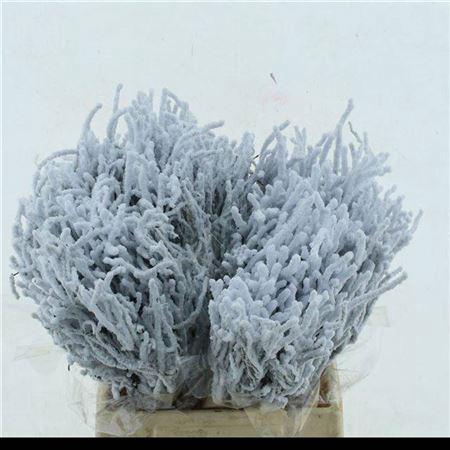 Vaccinium White Klbh