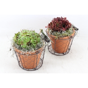 arr4 Semp JS - Terra pot in gaas x6