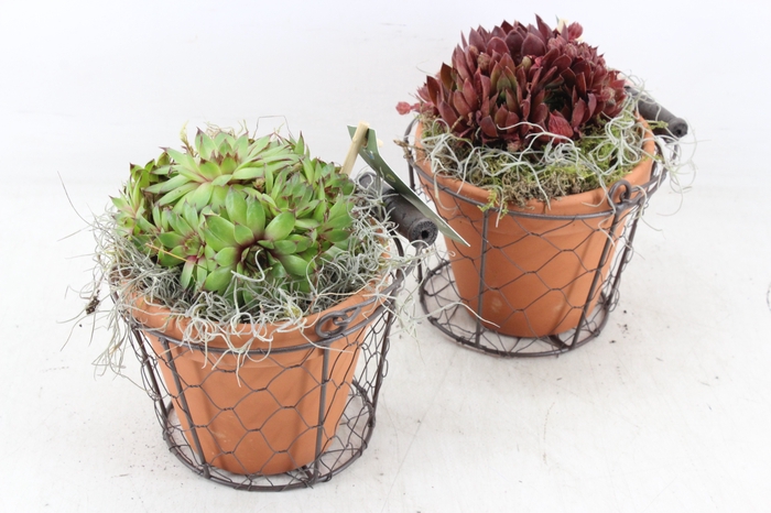 <h4>arr4 Semp JS - Terra pot in gaas x6</h4>