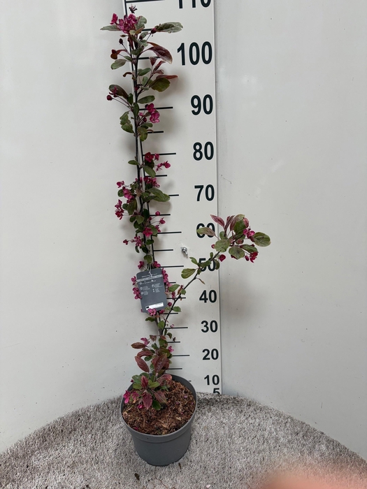 <h4>MALUS DOMESTICA OV</h4>