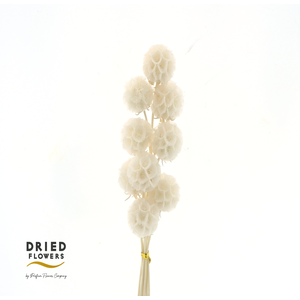 DRIED BLEACHED SCABIOSA PB