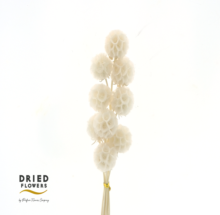 <h4>DRIED BLEACHED SCABIOSA PB</h4>