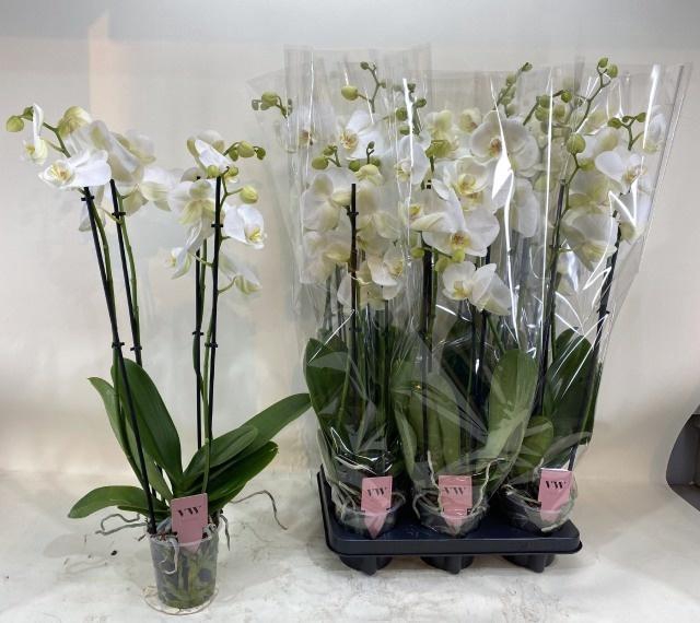 <h4>PHAL AN GLASGOW</h4>