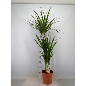Dracaena marg.