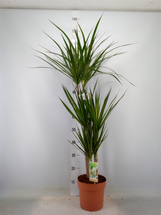<h4>Dracaena marg.</h4>