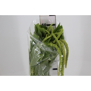AMARANTHUS VERDE PENDENTE 080 CM
