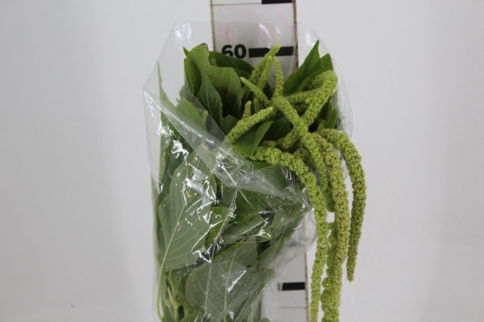 <h4>AMARANTHUS VERDE PENDENTE 080 CM</h4>