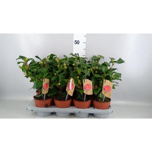 Camellia japonica 'Dr King'
