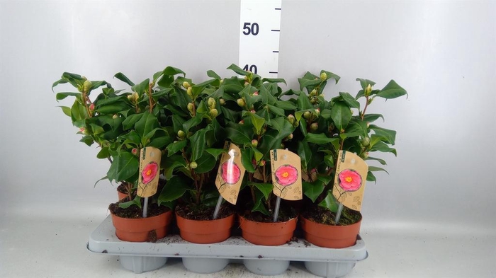<h4>Camellia japonica 'Dr King'</h4>