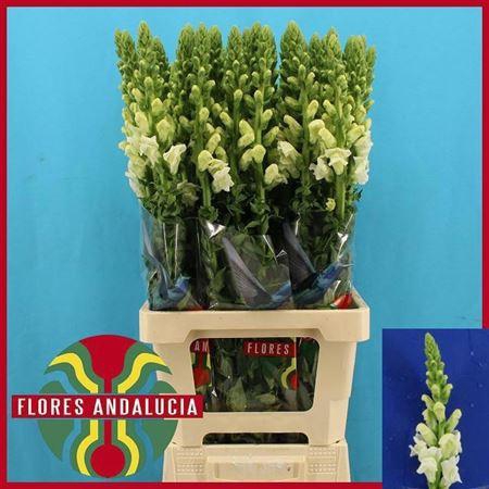 <h4>Antir Potomac Early White</h4>