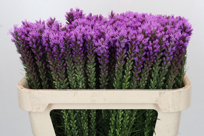 <h4>Liatris Callilepis Forest Lodge</h4>