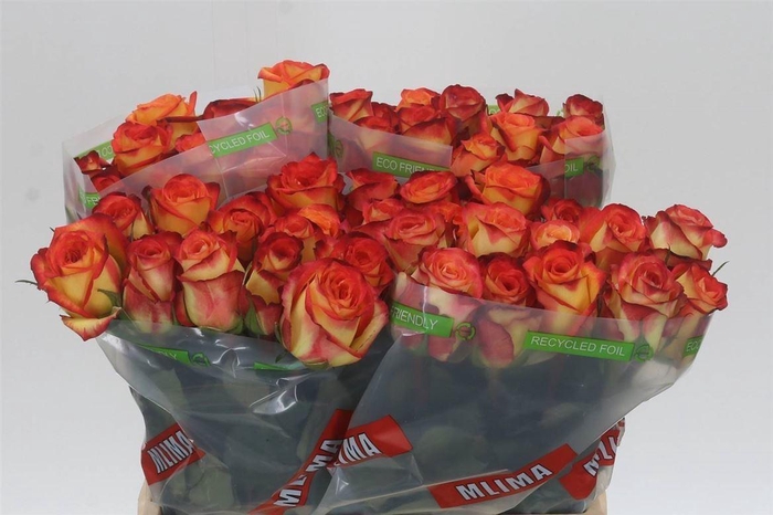 <h4>Rosa Firefox</h4>