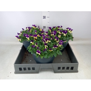 Viola corn. 'Sorbet Coconut Imp'