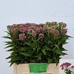 EUPAT PURPUREUM