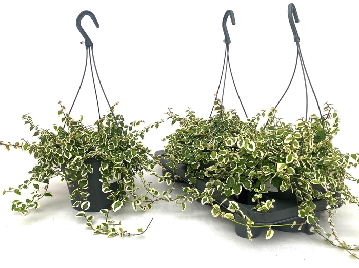 <h4>FIC PU SUNNY</h4>