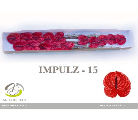 <h4>ANTH A IMPULZ 15</h4>