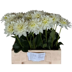 Dahlia Maarten Zwaan Franken