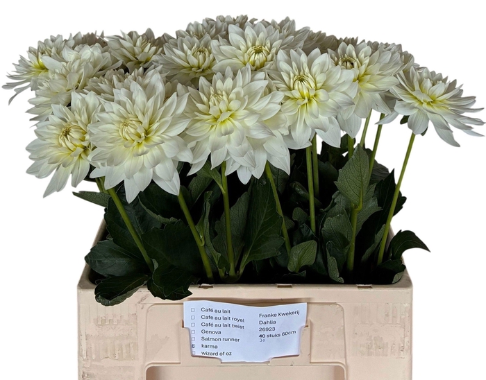 <h4>Dahlia Maarten Zwaan Franken</h4>