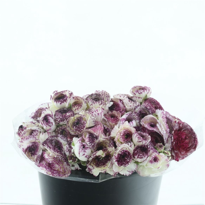 <h4>Ran El Sr Cappuccino Extra</h4>