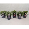 Buddleja Buddleja
