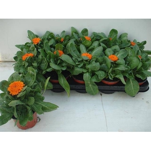 CALENDUL OFFICINALIS