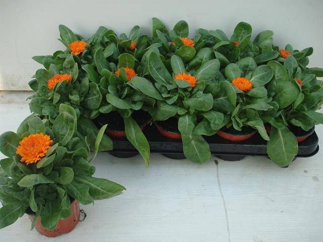 <h4>CALENDUL OFFICINALIS</h4>