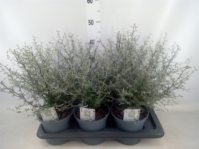 <h4>Corokia virgata 'Maori Green'</h4>