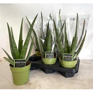 ALOE VERA