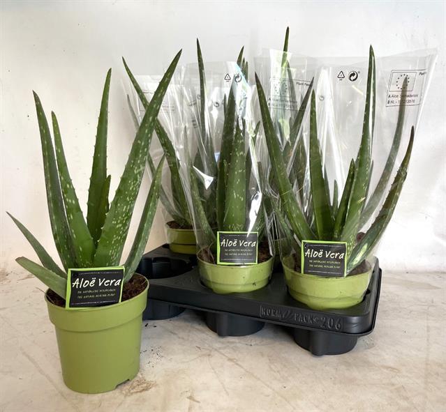 <h4>ALOE VERA</h4>