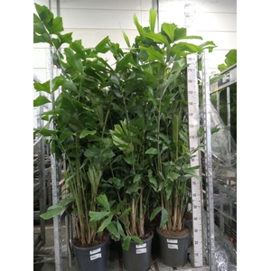Caryota mitis