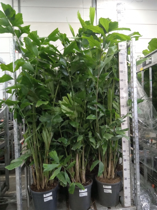 <h4>Caryota mitis</h4>