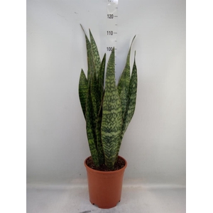 Sansevieria trifa.   ...