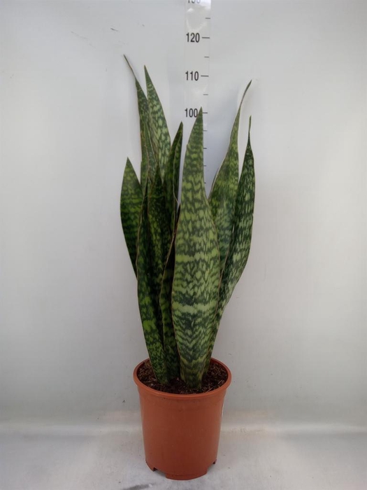 <h4>Sansevieria trifa.   ...</h4>