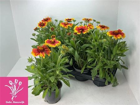<h4>Gaillardia aristata 'Arizona Sun'</h4>
