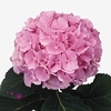 Hydrangea verena