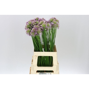 Allium Senescens