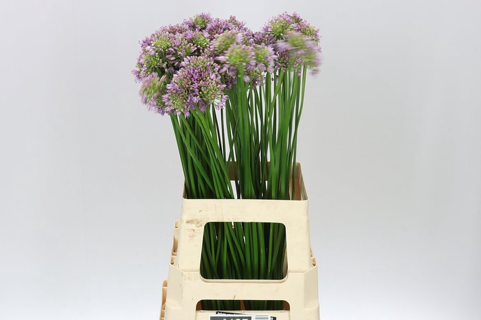 <h4>Allium Senescens</h4>