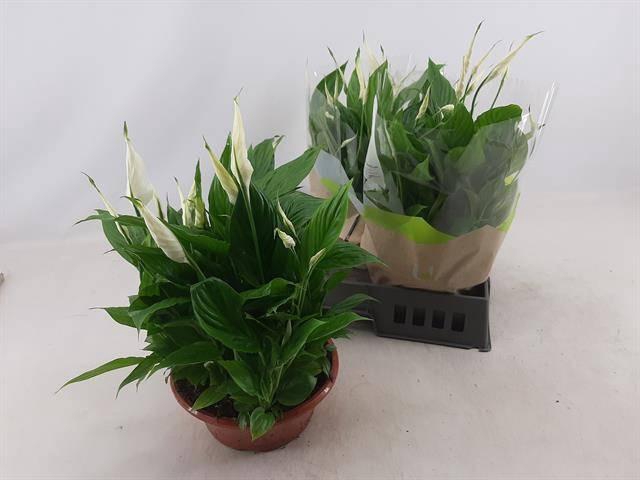 <h4>SPATH BELLINI</h4>