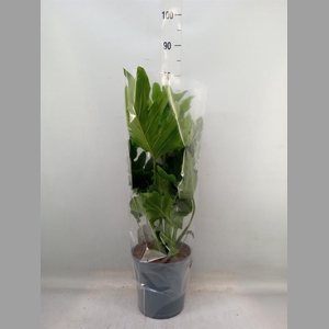 Philodendron bipinn. 'Little Hope'