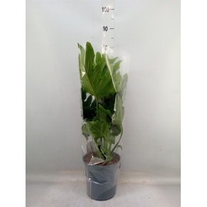 Philodendron bipinn. 'Little Hope'