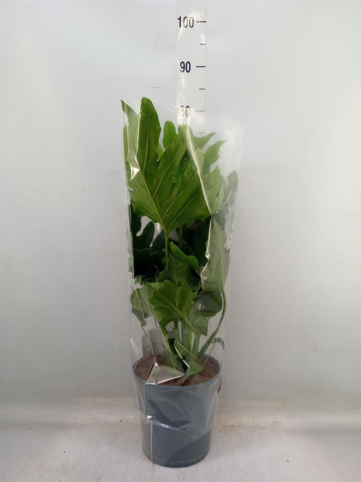 <h4>Philodendron bipinn. 'Little Hope'</h4>