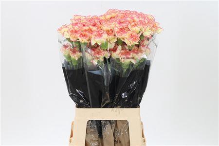 <h4>Di St Ali Baba</h4>