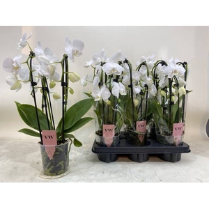 PHAL CASCADE WHITE 2 TAK